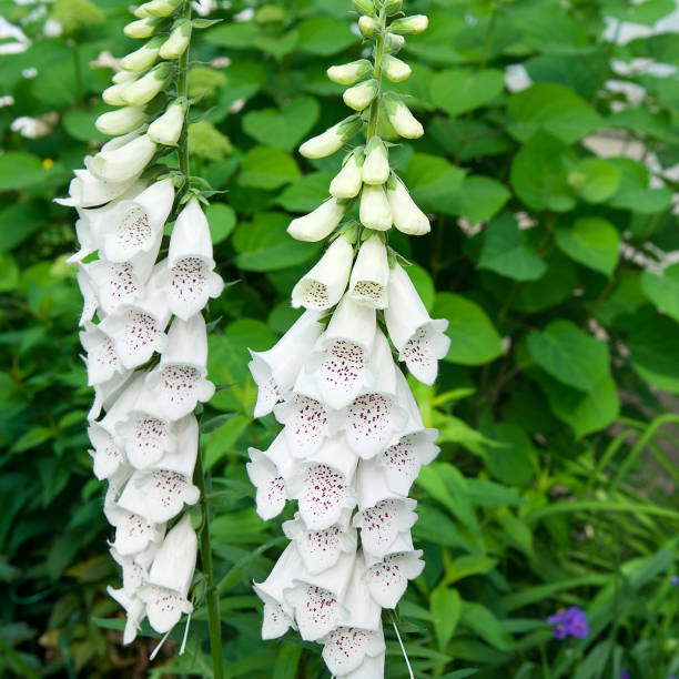 White foxglove flowers on a green background of the garden.