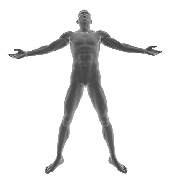 menschlichen körper eines mannes, stehend und robust - arms outstretched men anatomy front view stock-fotos und bilder