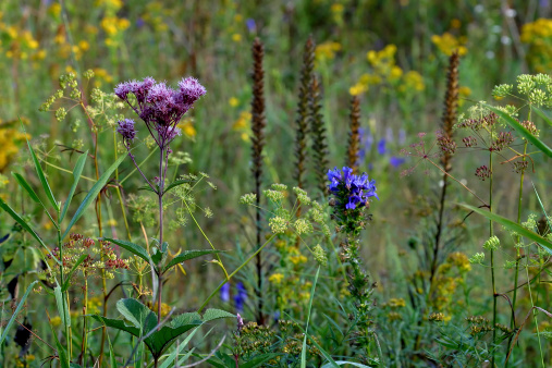 Creeping thistles in a summer meadow