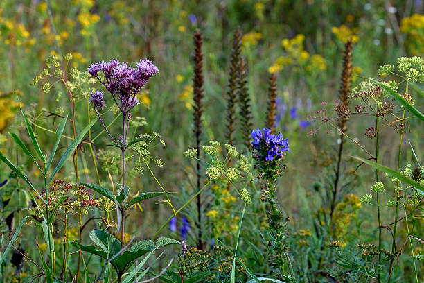 Prairie Wildflowers stock photo