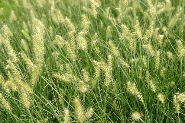 pennisetum pouco bunny - pennisetum - fotografias e filmes do acervo