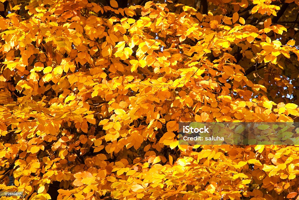 Pomarańczowy liści jesienią - Zbiór zdjęć royalty-free (Abstrakcja)