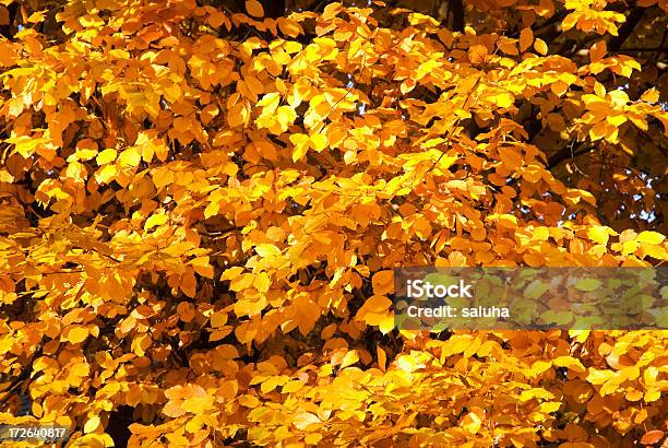Pomarańczowy Liści Jesienią - zdjęcia stockowe i więcej obrazów Abstrakcja - Abstrakcja, Bez ludzi, Cień