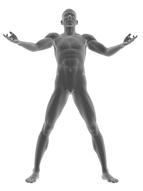 corpo humano de um homem de pé e firme - arms outstretched men anatomy front view imagens e fotografias de stock