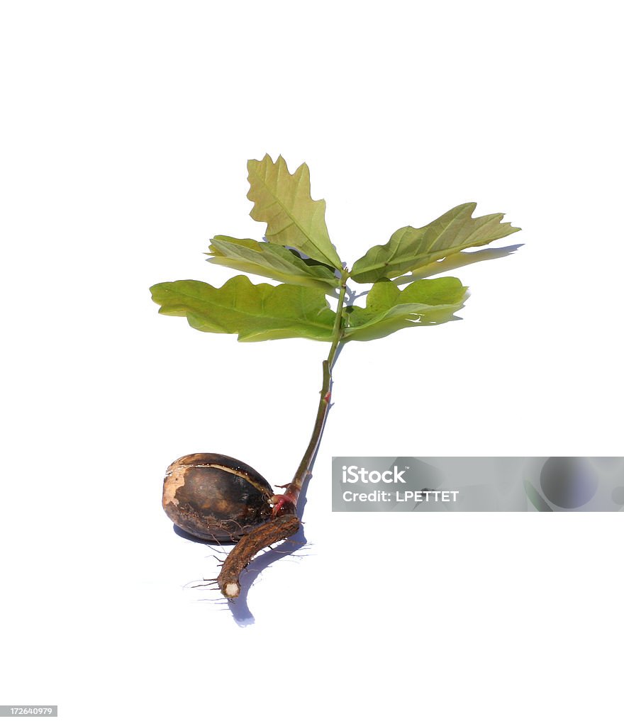 Little bellota a mighty oak - Foto de stock de Bellota libre de derechos