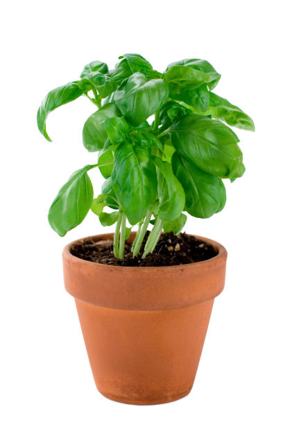 istock A potted basil plant ready for picking and cooking with 172641124