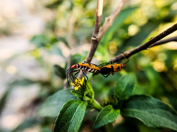 Oncopeltus fasciatus, known as the large milkweed aphid, is a medium-sized hemiptera from the family Lygaeidae