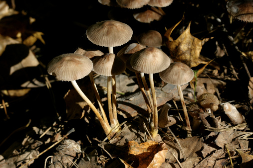 Close up of toadstools in a wood.