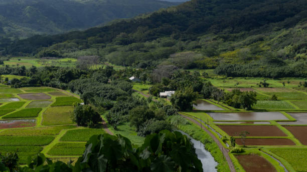 istock Hawaiian Taro Farm 1726413439