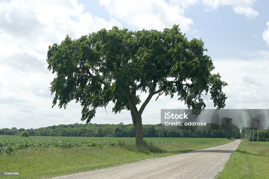 Ulme im Sommer - Lizenzfrei Ulme Stock-Foto