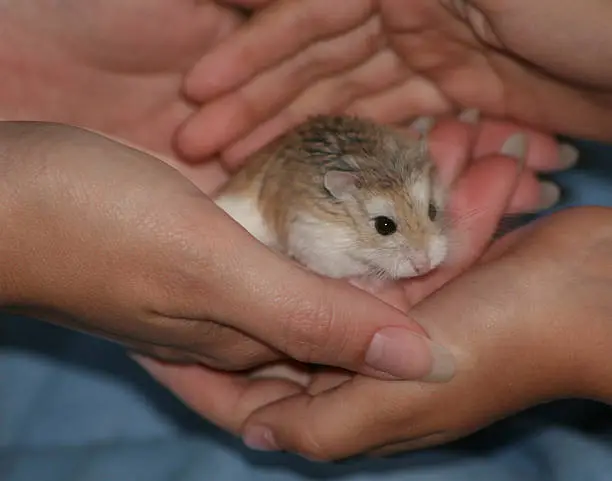Dwarf Roborovski (Phodopus Roborovskii) hamster feeling safe in caring hands.
