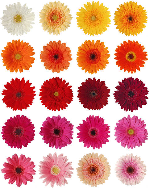 istock Gerber series XXXL 172641805