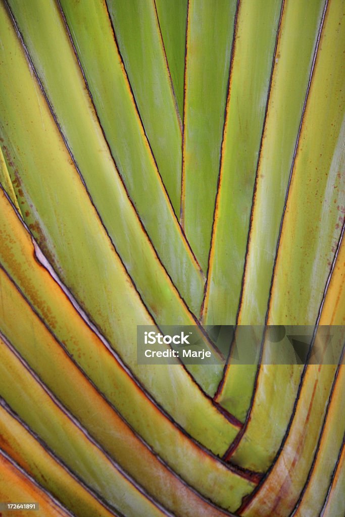 Traveler's Palm "Close-up of the fan-like shape of the leaves of a traveler's palm. Botanical name: Ravenala madagascariensis, a native of Madagascar. Similar image:" Abstract Stock Photo