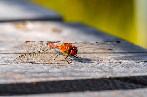 Cymatophlebia dragonfly fossil from Eichstätt, Germany