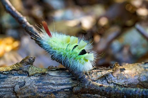 Macro side view of big yellow hairy caterpillar (Calliteara pudibunda) climb in forest