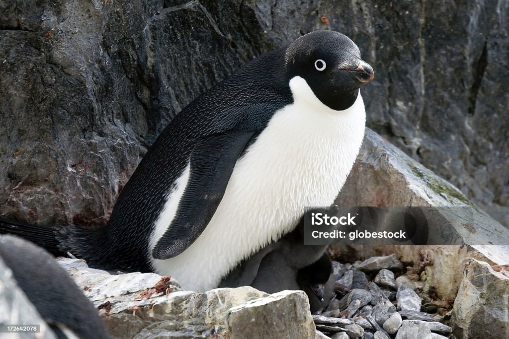 Pinguim-de-adélia e filhotes - Foto de stock de Pinguim-de-adélia royalty-free