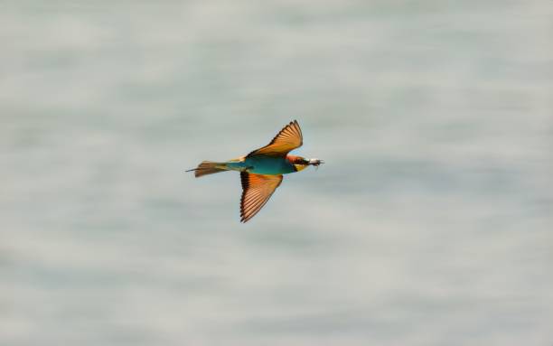 gruccione europeo merops apiaster uccello con un insetto in bocca - gruccione foto e immagini stock