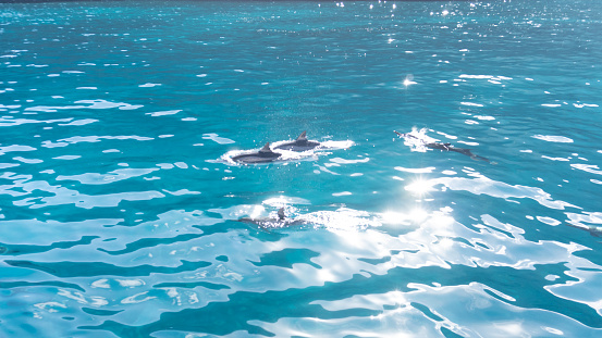 Spinner Dolphin Pod in Sparkling Kaua'i