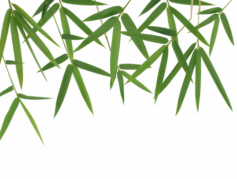 Green Bamboo Leaf Canopy on White.