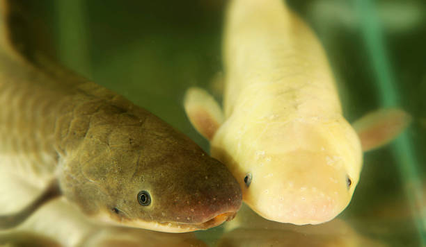White and Normal colour lungfish "Australian Lungfish Neoceratodus forsteri, including a white variation.  Note - shallow DOF" animal lung stock pictures, royalty-free photos & images