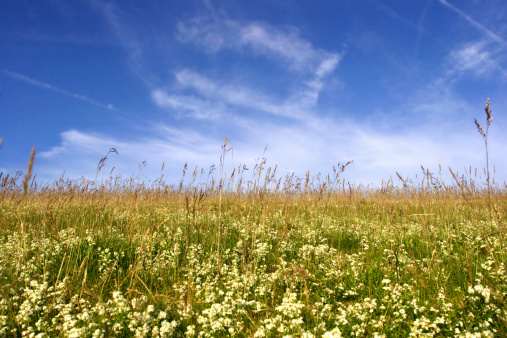 A meadow on a bright summers day. Yorkshire England