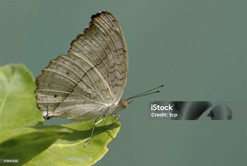 Gris pensée (Junonia atlites) de Bangkok, en Thaïlande - Photo de Agripper libre de droits