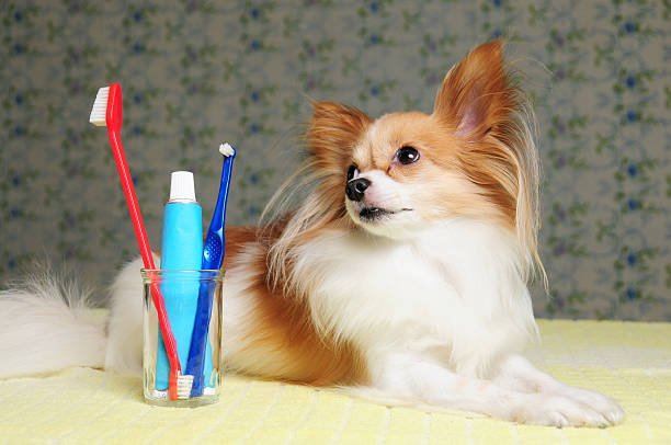 istock Dog Dental Care Time 172642266