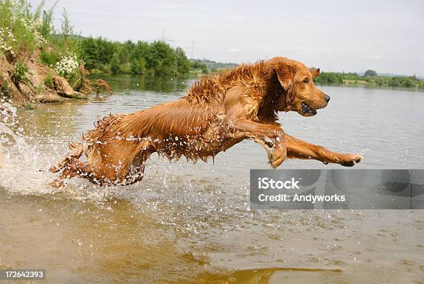 Golden Retriever In Aktion Stockfoto und mehr Bilder von Hund - Hund, Wasser, Hochspringen