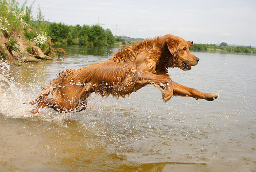 red dog on a wooden bridge on the lake. Nova Scotia Duck Tolling Retriever in nature