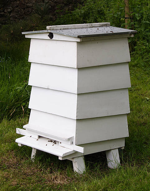 ホワイトハナバチハイブ - beehive rural scene bee outdoors ストックフォトと画像