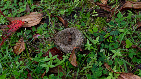 Abandoned birds nest on green forest floor