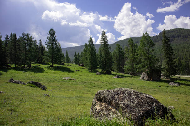 Summer panoramic mountain landscape with coniferous forest on a sunny day.