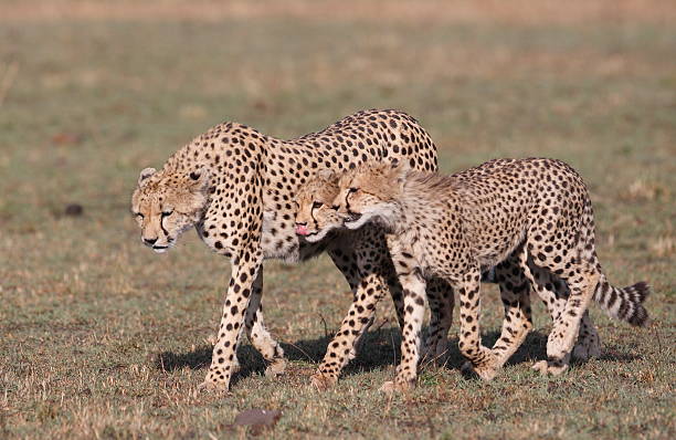 istock Cheetah Family 172642478
