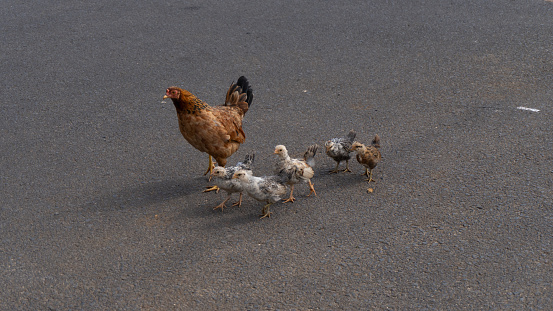 Hen with five chicks walking