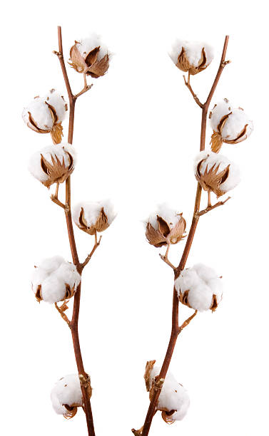 cotton plant dried cotton plant twigs with seed pods. cotton ball stock pictures, royalty-free photos & images