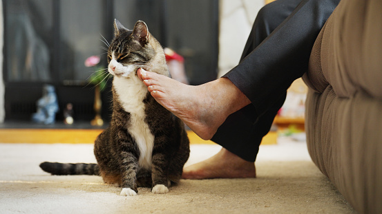 Close-up of a senior woman using her foot to pet her tabby cat while sitting in her living room at home