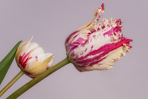 Close up of pink and white cherry blossom flower buds with shallow depth of field