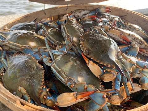 Live female male blue crabs being sorted into a wooden bushel basket on a commercial fishing boat