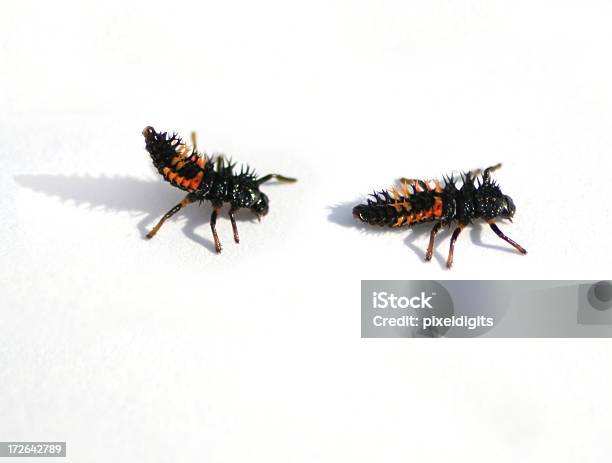 Lady Bug Larvaesigue Al Líder Foto de stock y más banco de imágenes de Animal - Animal, Animal joven, Cerda - Pelo de animal