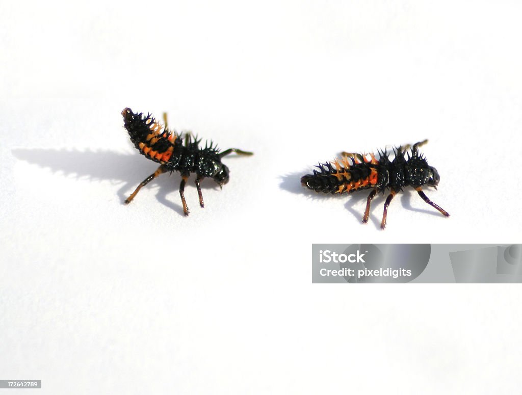 Lady Bug Larvae-Seguire il leader - Foto stock royalty-free di Aculeo