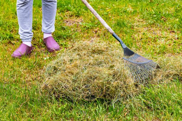 istock gardener collecting dry grass with a rake. 1726427900