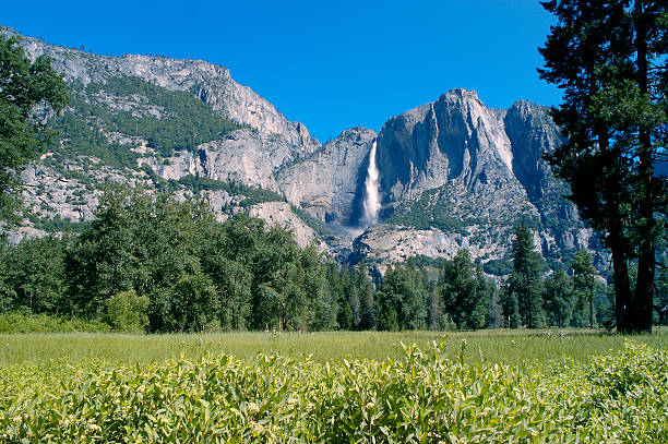istock Yosemite Falls from the valley meadow 172642850
