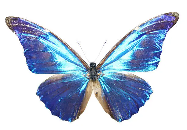 Photo of Electric Blue Butterfly