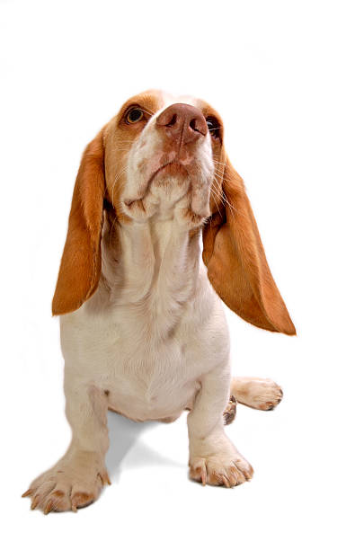 istock Animals : Isolated Dog Basset Hound 172642982