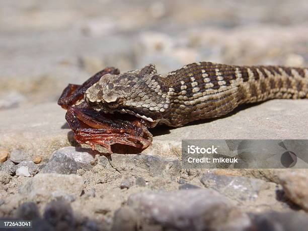 Serpiente De Comer Un Rana Foto de stock y más banco de imágenes de Anfibio - Anfibio, Animal, Animales cazando