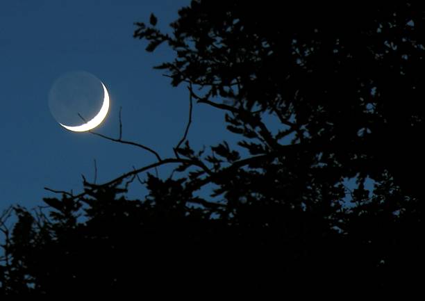 Moon rising above tree branches in Pitesti, Romania