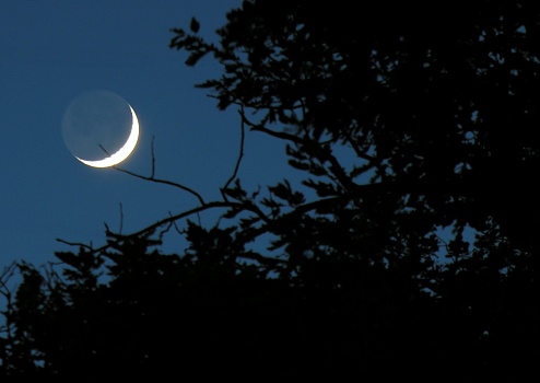 Moon rising above tree branches in Pitesti, Romania