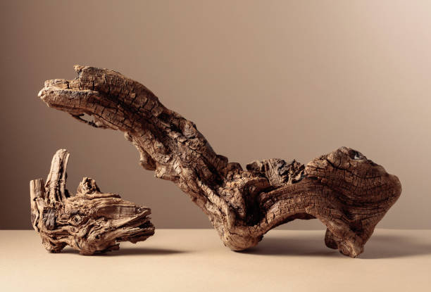 Old dry wooden snag on a beige background.