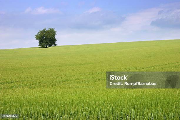 Allein Stockfoto und mehr Bilder von Feld - Feld, Mais - Zea, Österreich