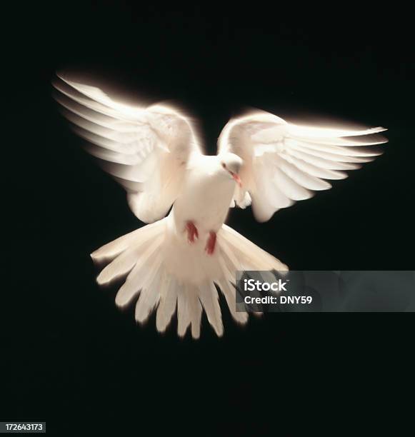 Meetingraum White Dove Stockfoto und mehr Bilder von Zuchttaube - Zuchttaube, Weiß, Fliegen
